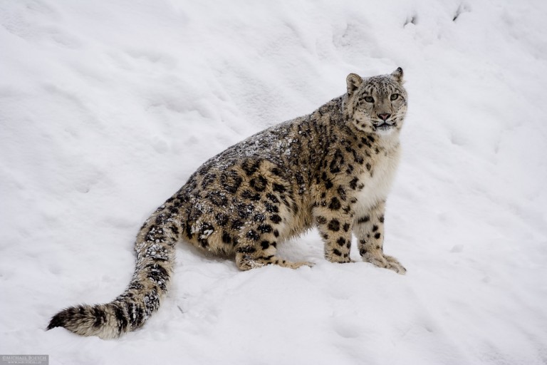 Snow Leopard 2