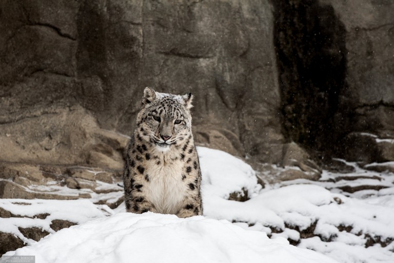 Snow Leopard 3