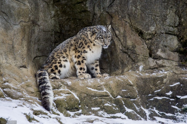 Snow Leopard