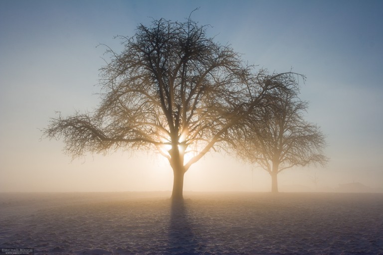 Winter Morning